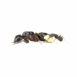 Preview: Camponotus herculeanus (Schwarze Rossameise)